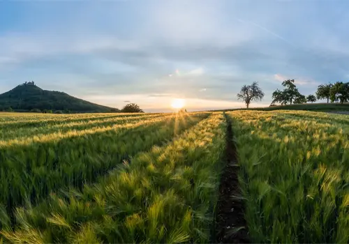 Rural Businesses: Alternative Solutions for Small Business Growth